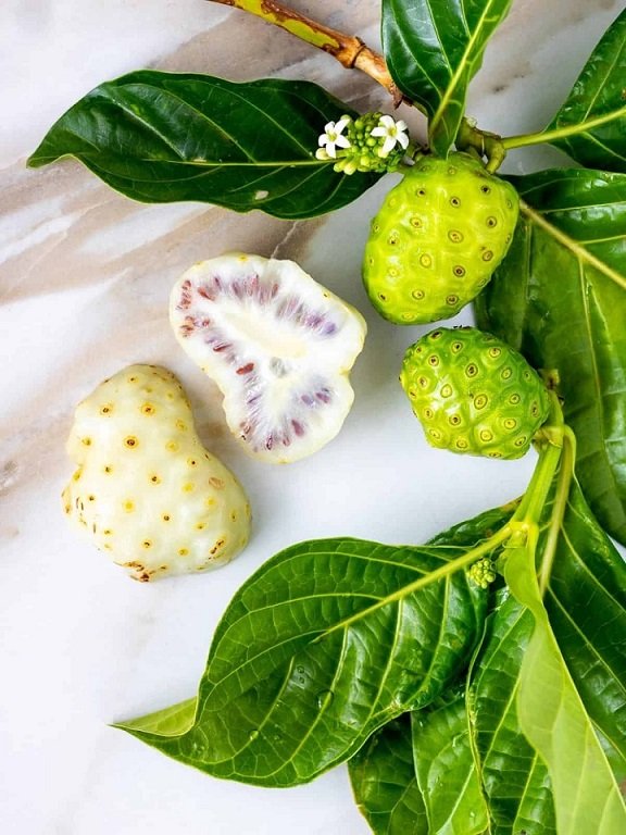 Cây Nhàu Trồng Chậu 3