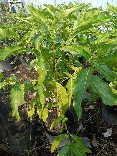 Cây Nhàu Trồng Chậu