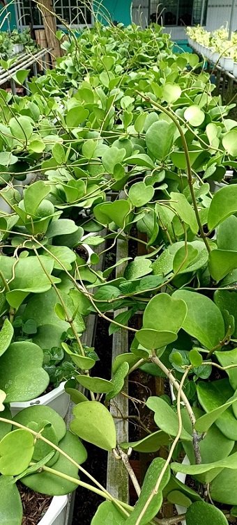 Lan Cẩm Cù Lá Tim Hoa Màu Hồng 3