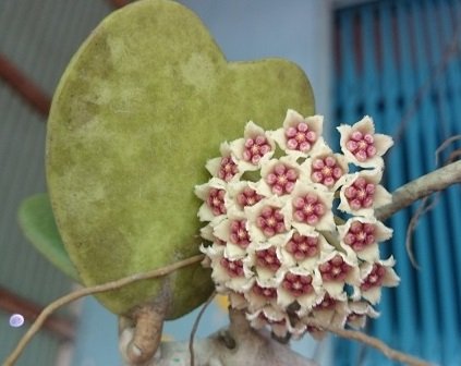 Lan Cẩm Cù Lá Tim Hoa Màu Hồng