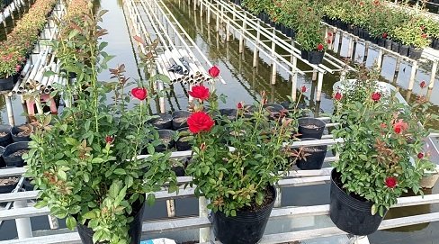 Cây Hoa Hồng Đỏ (miền tây) Siêu Nụ 2