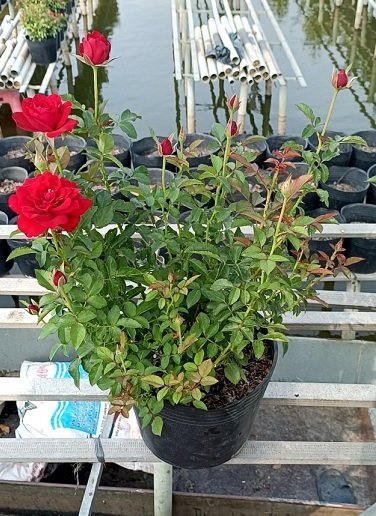 Cây Hoa Hồng Đỏ (miền tây) Siêu Nụ 3