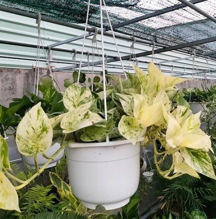 Cây Trầu Bà Sữa Chậu Treo