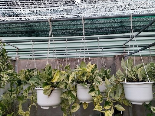 Cây Trầu Bà Sữa Chậu Treo 2