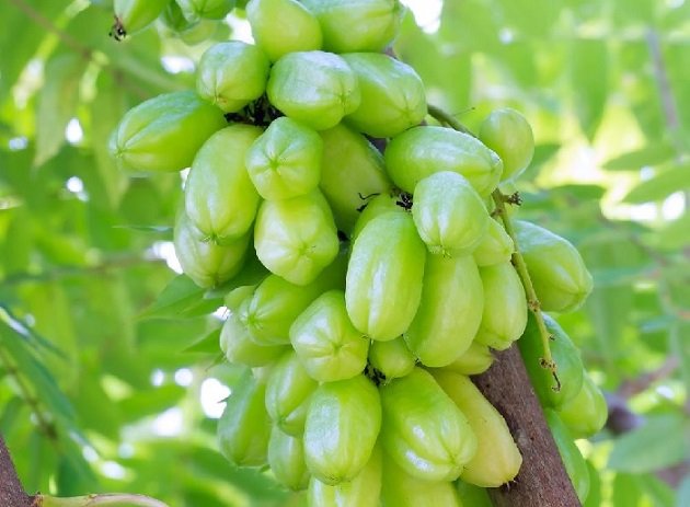 Công Dụng Của Quả Khế Tàu 2