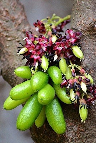 Công Dụng Của Quả Khế Tàu