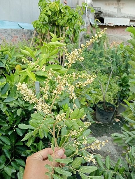 Cây Nhãn Xuồng Cơm Vàng (cây trồng chậu trưởng thành)