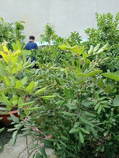 Cây Nhãn Xuồng Cơm Vàng (cây trồng chậu trưởng thành) 3