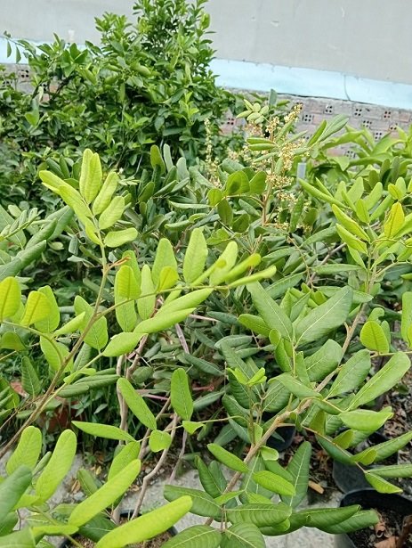 Cây Nhãn Xuồng Cơm Vàng (cây trồng chậu trưởng thành) 2