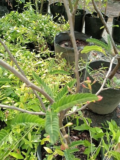 Cây Me Thái Trồng Chậu Cao 1,5m 2