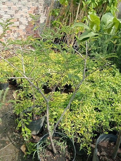 Cây Me Thái Trồng Chậu Cao 1,5m