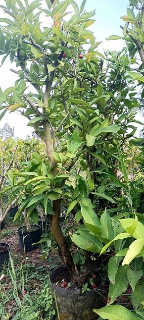 Cây Mận An Phước Gốc Lớn Cao 3m 2