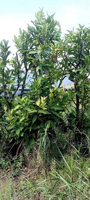 Cây Mận An Phước Gốc Lớn Cao 3m