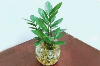Cây Kim Tiền Thủy Sinh Chậu Để Bàn