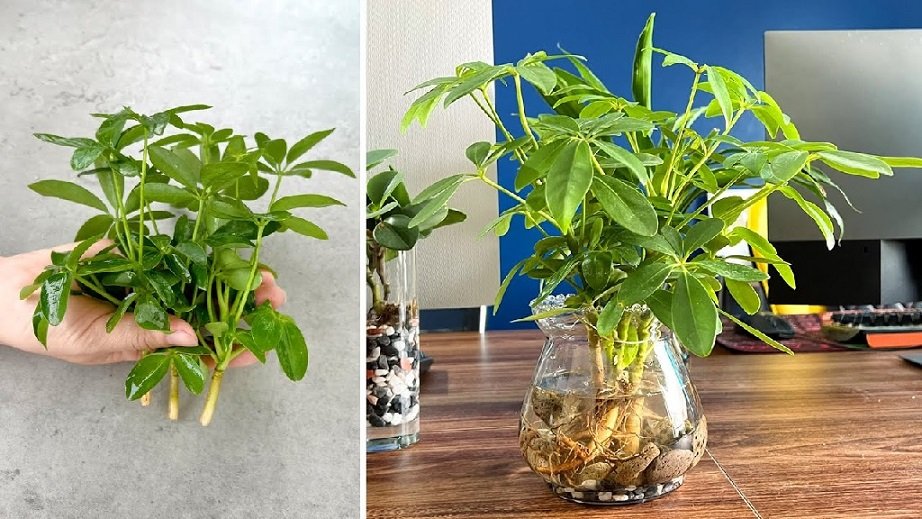 Cây Ngũ Gia Bì Thủy Sinh Để Bàn 3