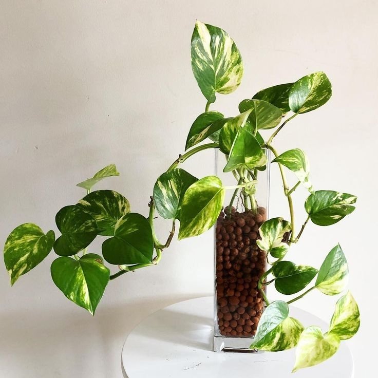 Cây Ngũ Gia Bì Thủy Sinh Để Bàn 2