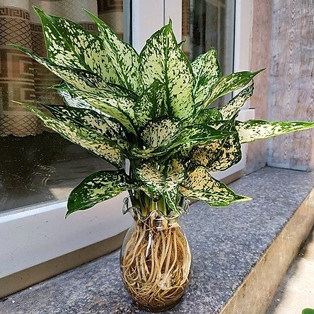 Cây Ngọc Ngân Thủy Sinh Để Bàn 3