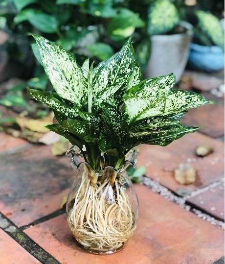 Cây Ngọc Ngân Thủy Sinh Để Bàn 2