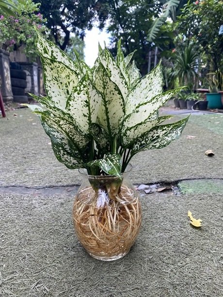 Cây Ngọc Ngân Thủy Sinh Để Bàn