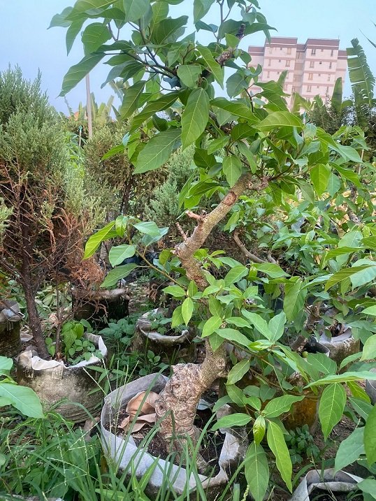 Cây Sung Bonsai Trồng Chậu 2
