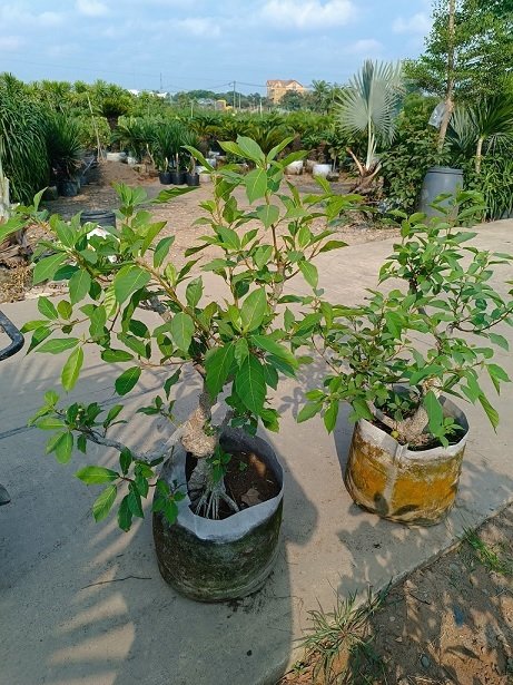Cây Sung Bonsai Trồng Chậu