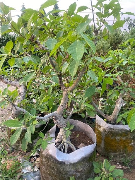 Cây Sung Bonsai Trồng Chậu 3
