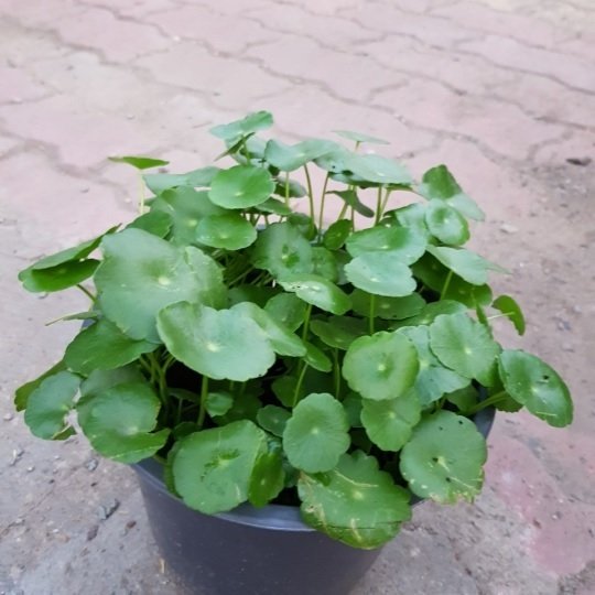 Cỏ Đồng Tiền Thủy Sinh Chậu Để Bàn 2