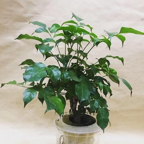 Cây Hạnh Phúc Thủy Sinh Chậu Để Bàn 2