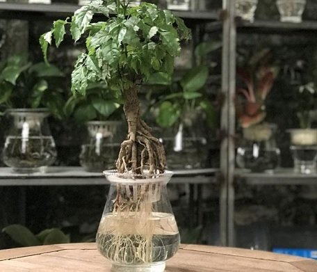 Cây Hạnh Phúc Thủy Sinh Chậu Để Bàn 3