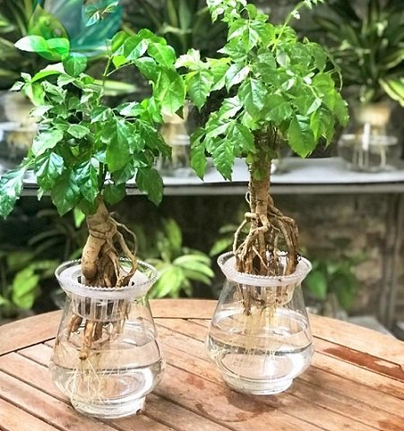 Cây Hạnh Phúc Thủy Sinh Chậu Để Bàn