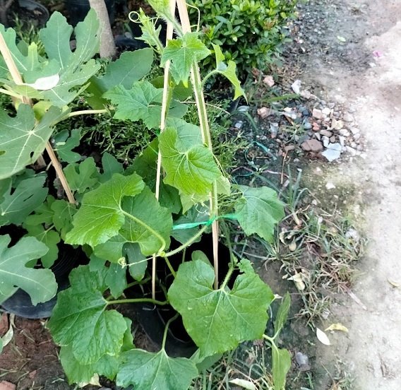 Bán Cây Bí Xanh (cây giống cao 50cm) 2