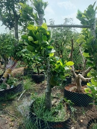 Cây Mít Thái Choai Trưởng Thành Cao 2m 2