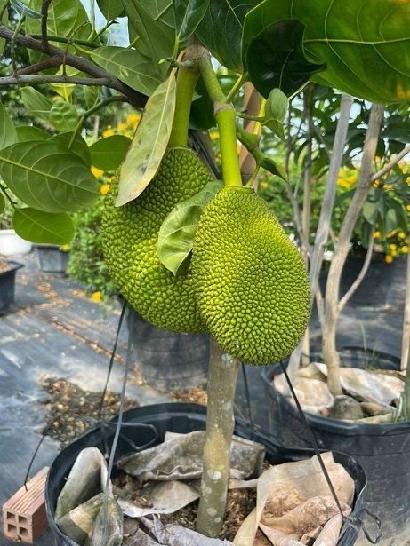 Cây Mít Thái Choai Trưởng Thành Cao 2m