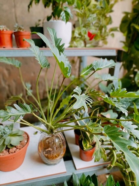 Cây Trầu Bà Chân Vịt Thủy Sinh Chậu Để Bàn 2