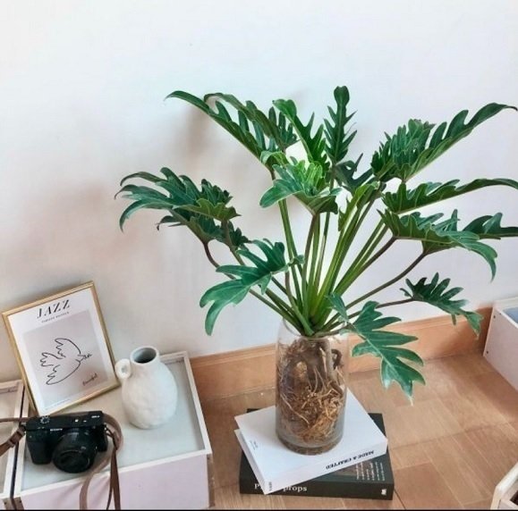 Cây Trầu Bà Chân Vịt Thủy Sinh Chậu Để Bàn 3