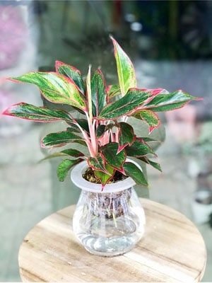 Cây Phú Quý Thủy Sinh Trồng Chậu Để Bàn 2