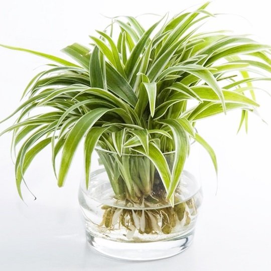 Cỏ Lan Chi Thủy Sinh Chậu Để Bàn