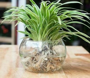 Cỏ Lan Chi Thủy Sinh Chậu Để Bàn 3