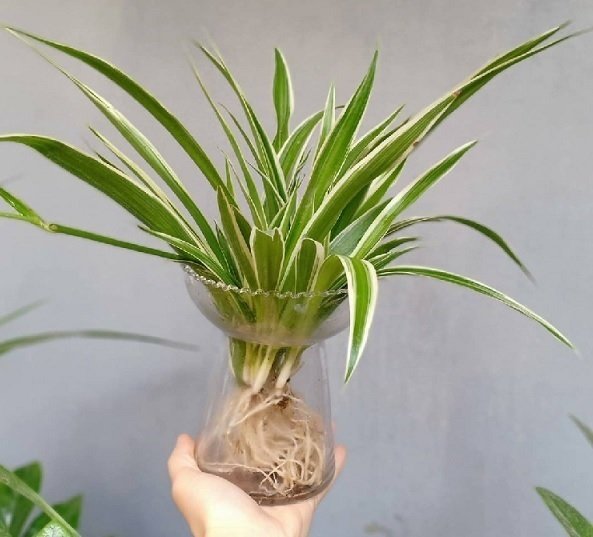 Cỏ Lan Chi Thủy Sinh Chậu Để Bàn 2