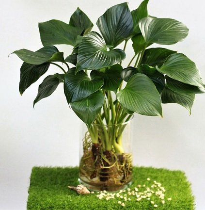 Cây Thanh Tâm Thủy Sinh Chậu Để Bàn