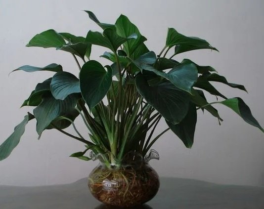 Cây Thanh Tâm Thủy Sinh Chậu Để Bàn 3