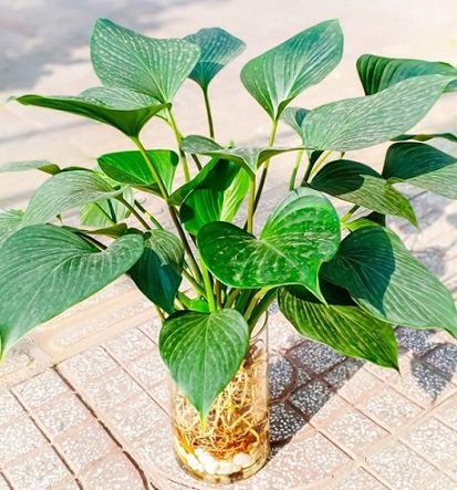 Cây Thanh Tâm Thủy Sinh Chậu Để Bàn 2