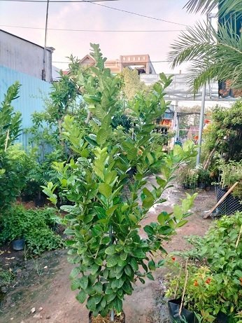Bán Cây Chanh Vàng Mỹ Trưởng Thành Cao 1,5m 2