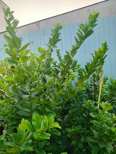 Bán Cây Chanh Vàng Mỹ Trưởng Thành Cao 1,5m 3