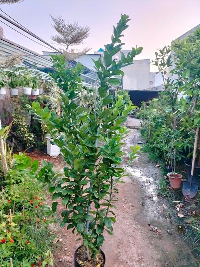 Bán Cây Chanh Vàng Mỹ Trưởng Thành Cao 1,5m