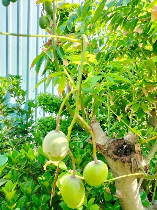 Bán Cây Cóc Thái Trưởng Thành Cao 1,5m 2