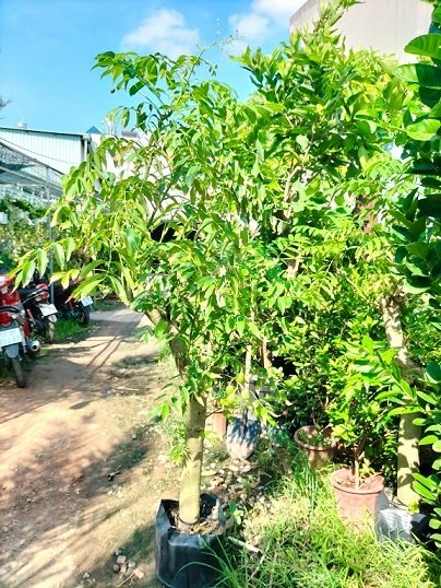 Bán Cây Cóc Thái Trưởng Thành Cao 1,5m