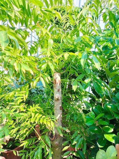 Bán Cây Cóc Thái Trưởng Thành Cao 1,5m 3