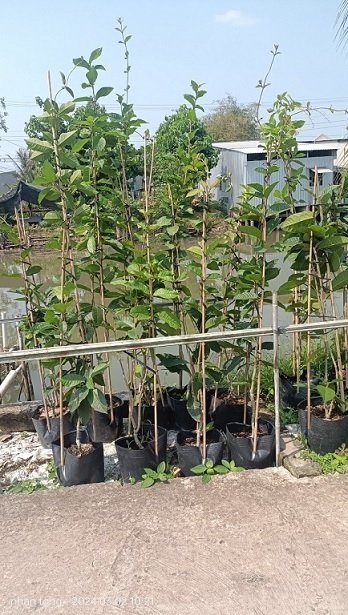 Cây Hoa Mai Xanh Thái Leo Giàn Cao 2m Giá Rẻ 2