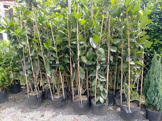 Cây Hoa Mai Xanh Thái Leo Giàn Cao 2m Giá Rẻ 3